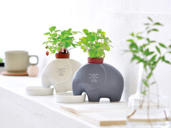 如果您在挑選禮物時感到困惑，就選它們吧！保證您會被誇贊“品味真好”！既不占空間又能凈化空氣的定製加文字禮物“CT觸媒綠植”和“植物培育”套裝