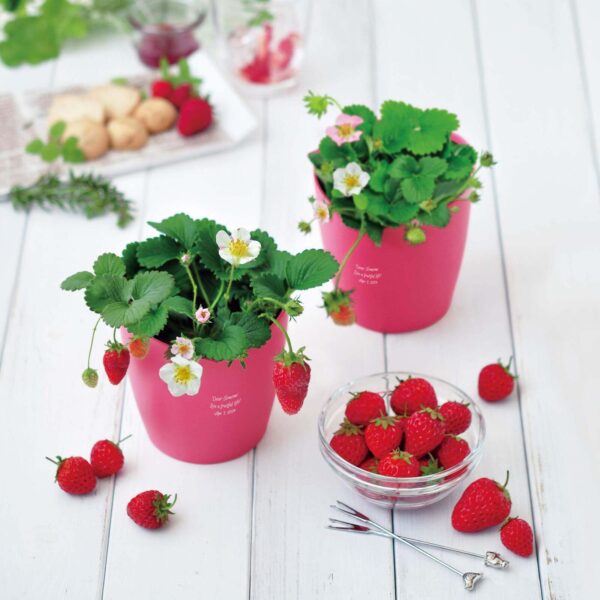 春日氣息撲面而來！生日禮物特輯：用定製刻字打造獨一無二的植栽套件與保溫杯