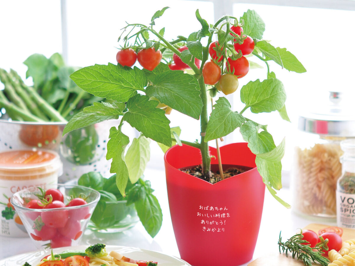 職人がメッセージを丁寧に刻印したハートポット栽培キット（ミニトマト）。成長を楽しむ時間を贈る、春に人気の名入れギフト