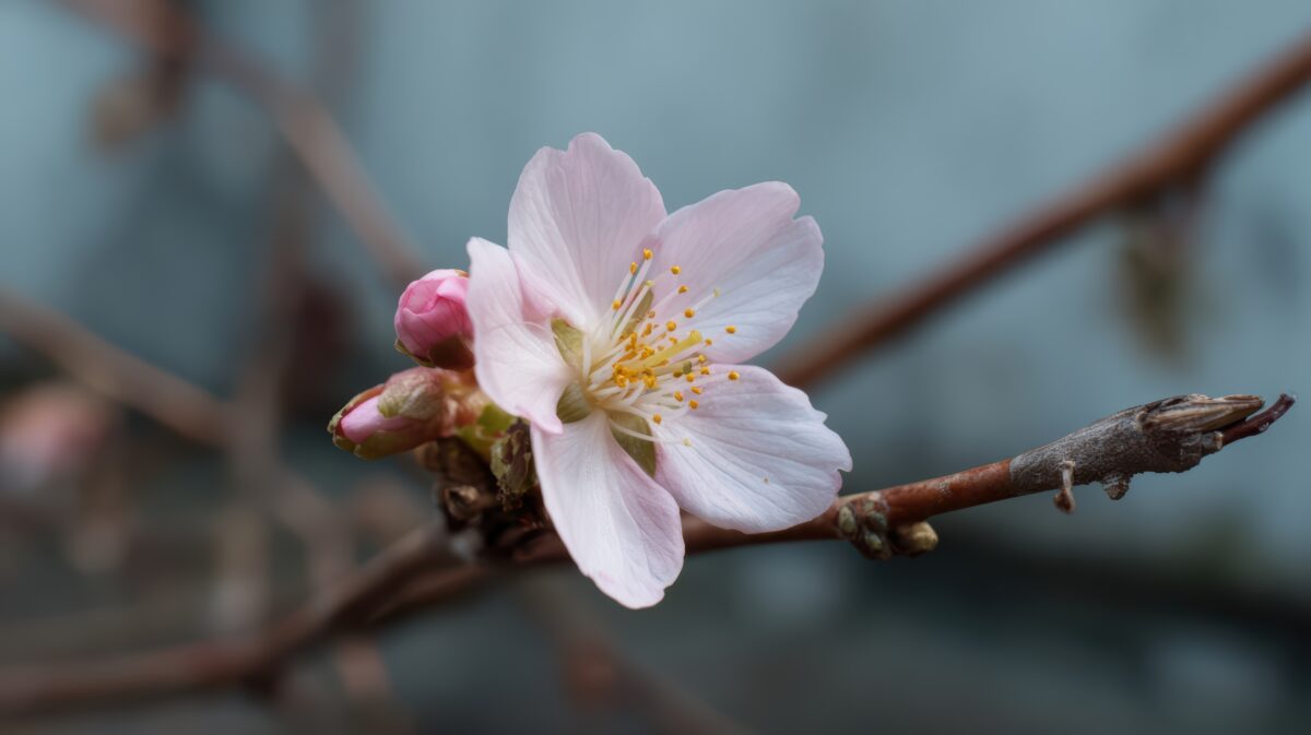 春の訪れを感じさせる、薄ピンク色の桜の蕾と開花し始めた枝。3月・4月の誕生日や新生活の季節感を象徴するイメージ