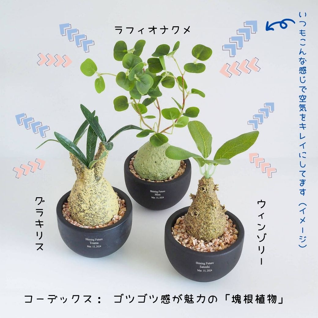 塊根植物の独特な造形が美しいCT触媒コーデックス。鉢の部分にオリジナルの記念メッセージやお名前を刻印できる、世界にひとつだけのオーダーメイド観葉植物インテリア