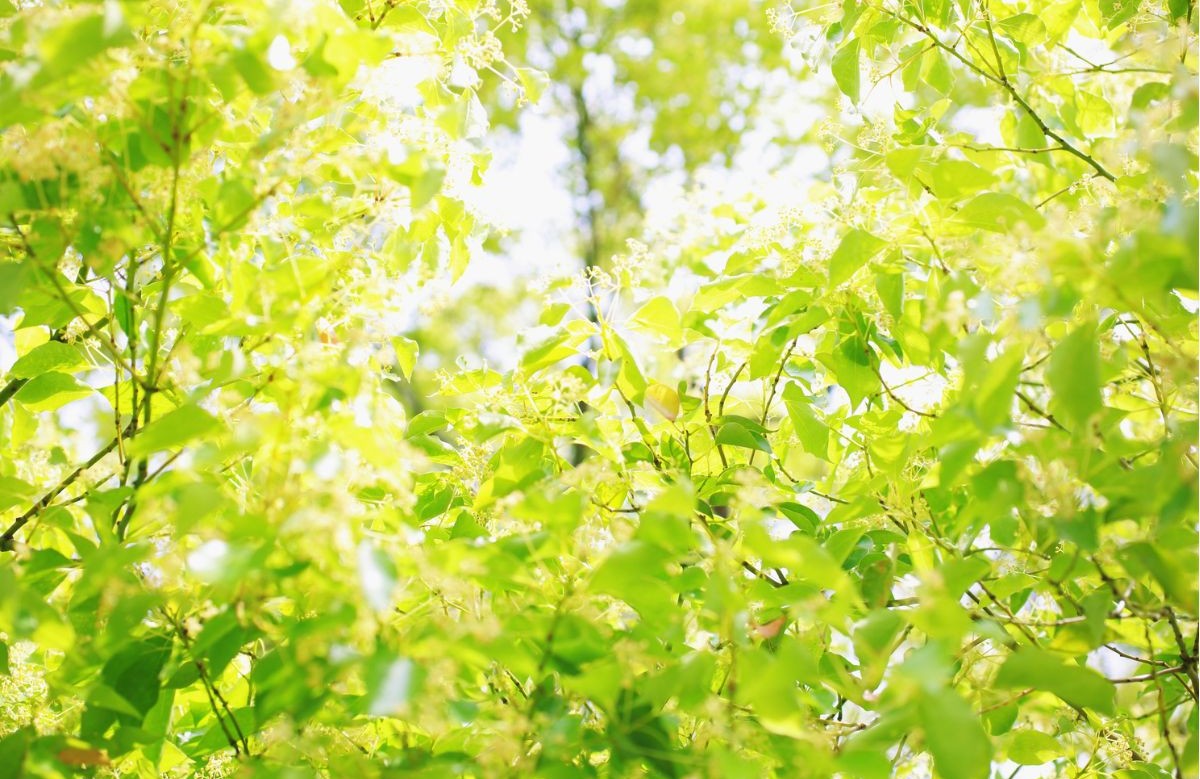 初夏の爽やかな新緑と公園に咲く鮮やかなツツジの花。季節の移ろいを感じさせるイメージ画像