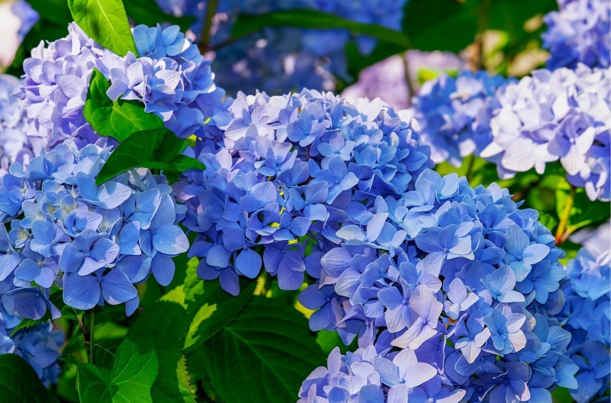 梅雨の訪れを感じさせる色鮮やかな紫陽花（あじさい）の風景写真。名入れギフト専門店トゥーユーが提案する、雨の日の暮らしを豊かにするコラムのイメージ画像